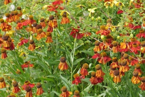 Caring for Your Plants in Hot Weather