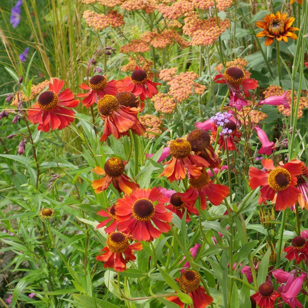 Drought Tolerant Plants: Beautiful Borders That Thrive in Dry Conditions