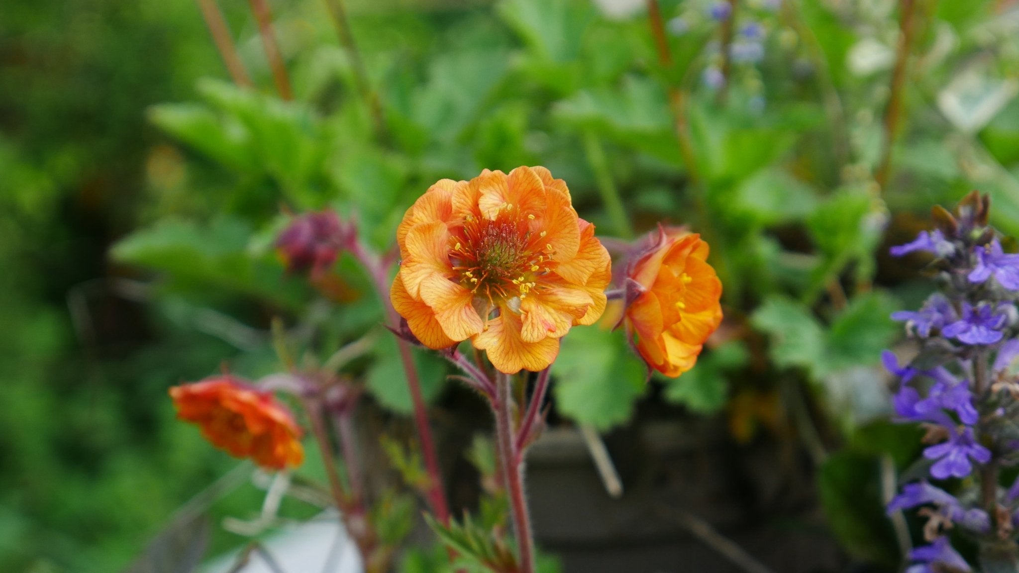 Perennial Plants