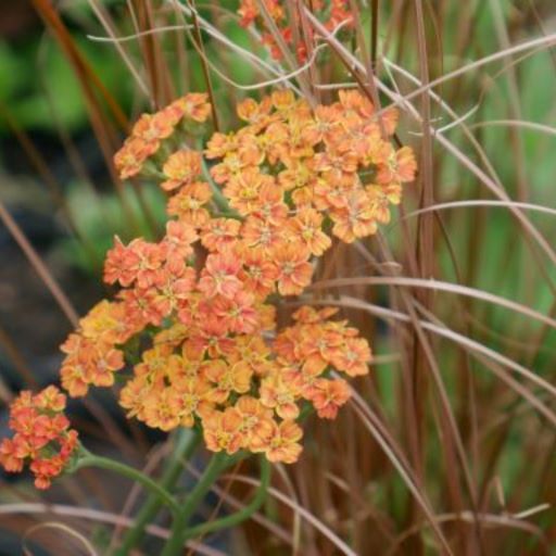 Large flat clusters of tiny, yellow-orange flowers on upright stems through out summer, with grey-green finely-divided leaves, loves a sunny spot goes well with ornamental grass.