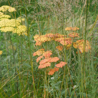 Flattened flower heads bearing bright rich terracotta but fading to softer creamier Terracotta, achillea loves is a sun-loving perennial will add colour as well as structure to herbaceous borders