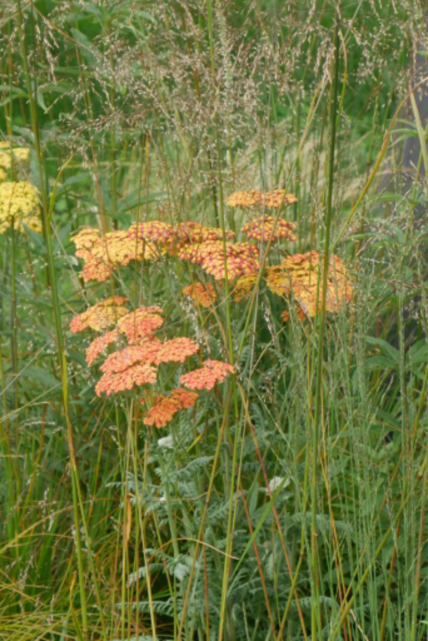 Large clusters of tiny, yellow-orange flowers on upright stems throughout summer, Achillea 'Inca Gold' loves a sunny spot