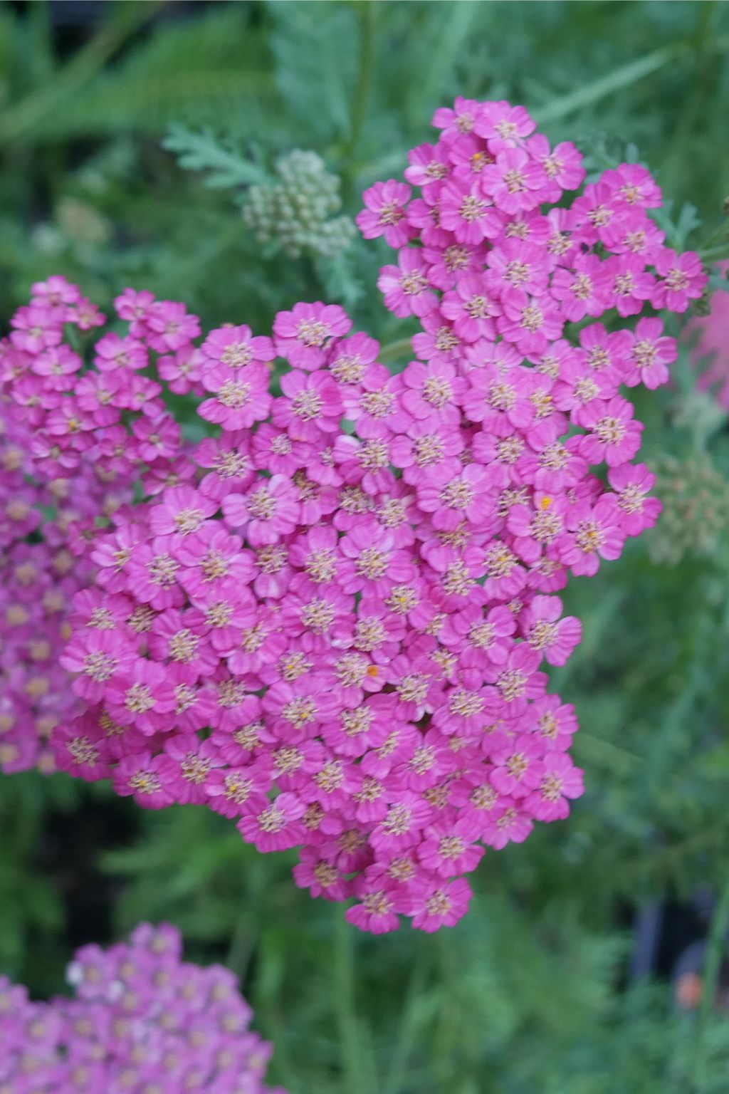 Achillea millefolium 'Lilac Beauty'