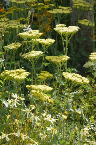 Specular display, vibrant yellow flowers and feathery silver-grey foliage. Achillea 'Moonshine' will flower throughout the summer months.