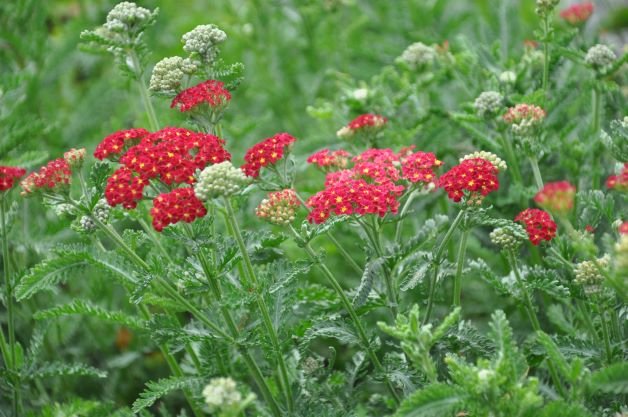 Achillea millefolium 'Strawberry Seduction'