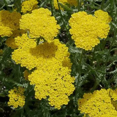 Achillea filipendulina 'Gold Plate' Silver-green leaves and erect stems with flattened umbels of tiny, golden-yellow flowers.