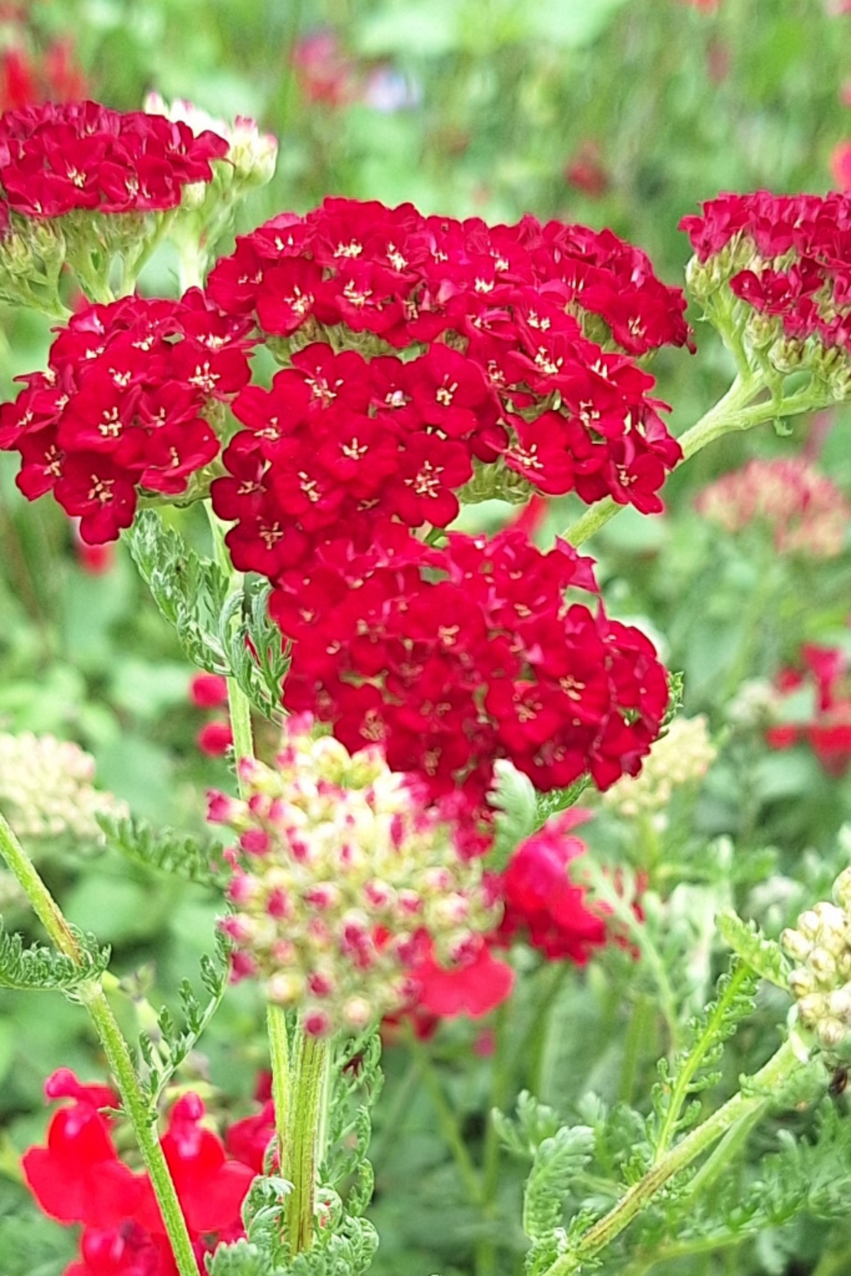 Achillea millefolium- Pomegranate Red yarrow flowers in a garden setting, with clusters of deep red flowers and green foliage.