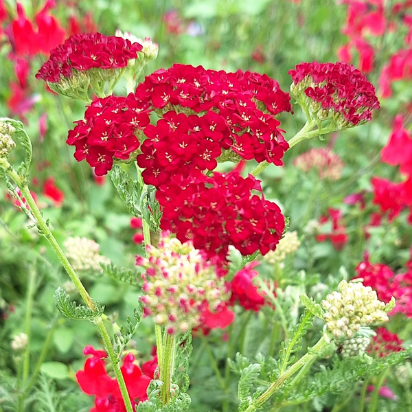 Achillea millefolium 'Pomegranate'