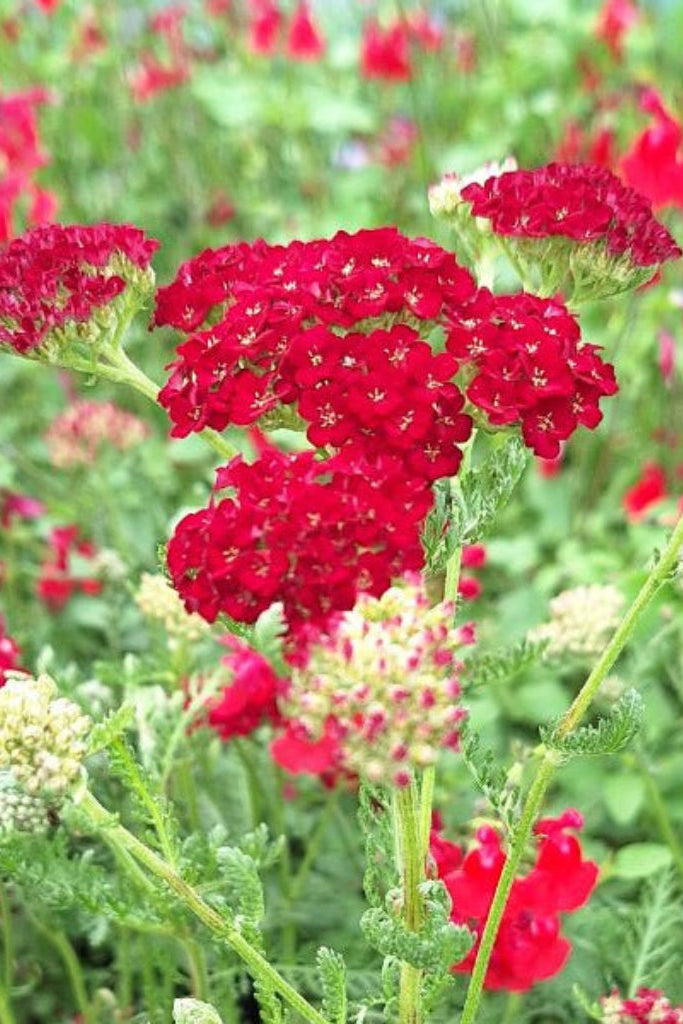 Large, flat-topped clusters of rich pomegranate-red flowers Achillea millefolium ‘Pomegranate’ gradually soften to warm shades of rose and pink as they mature.