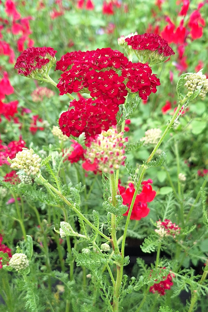 Achillea millefolium ‘Pomegranate’  flat-topped clusters of rich pomegranate-red flowers that gradually soften to warm shades of rose and pink as they mature. 