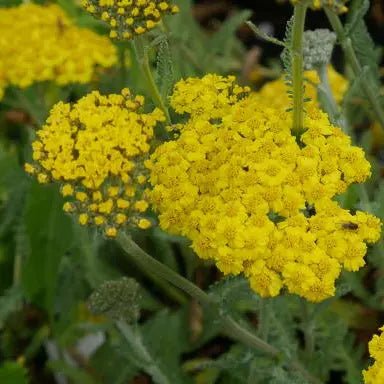 Yellow flowers, large silvery green leaves. Achillea filipendulina 'Cloth Of Gold' will flower throughout the summer months.