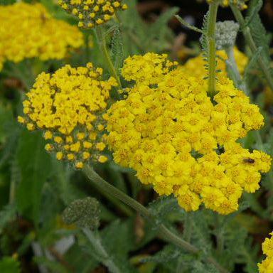 Large fatheads of deep golden yellow flowers on long stems, large very feathery silvery green scented leaves. that will flower through out the summer months. 