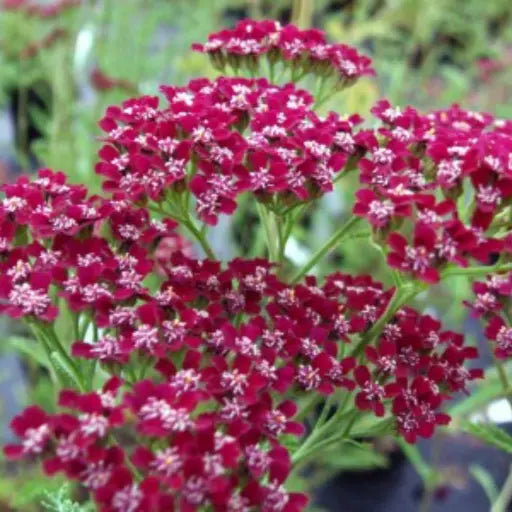 Clusters of cherry red blooms are held on short stems with fern like foliage. Throughout the summer the vibrant flowers, Achillea millefolium 'Cassis' attract pollinating insects and also make lovely informal cut flowers