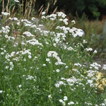 Pearl bears semi double, pure, button like white daisies. on slender stems with fine dark green leaves, It makes a wonderful cut flower. Its particularly attractive to hover flies