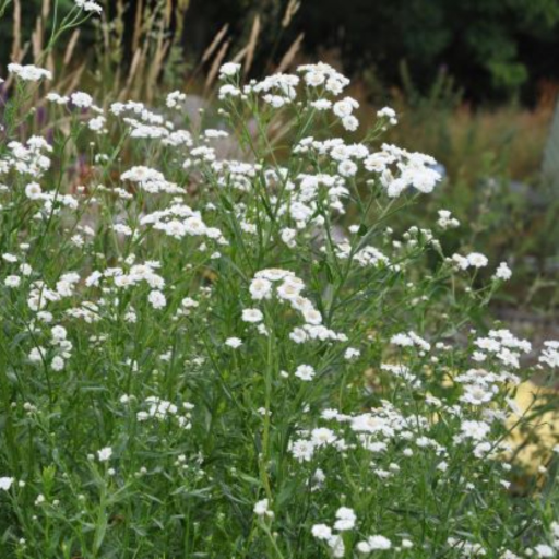 Pearl bears semi double, pure, button like white daisies. on slender stems with fine dark green leaves, It makes a wonderful cut flower. Its particularly attractive to hover flies