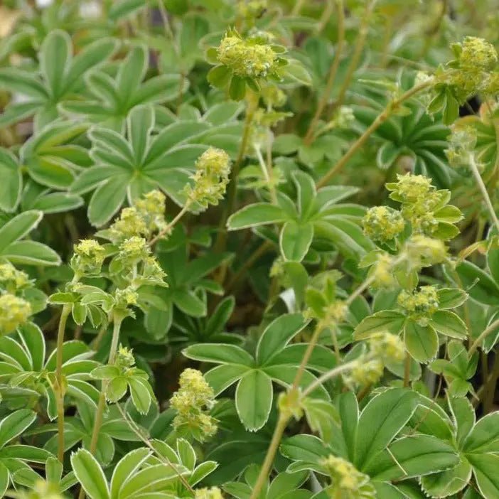 Alchemilla conjuncta showcases blue-green foliage that is highly lobed with a shimmering silvery underside.