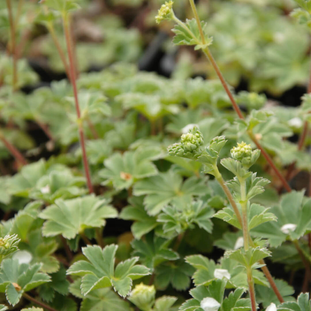 Rounded, serrated with scalloped edged leaves. from early summer to late summer, it bears small clusters of yellow-green flowers, smaller more compact than Alchemilla Mollis, excellent addition bringing colour and interest  to a mixed border all summer long.