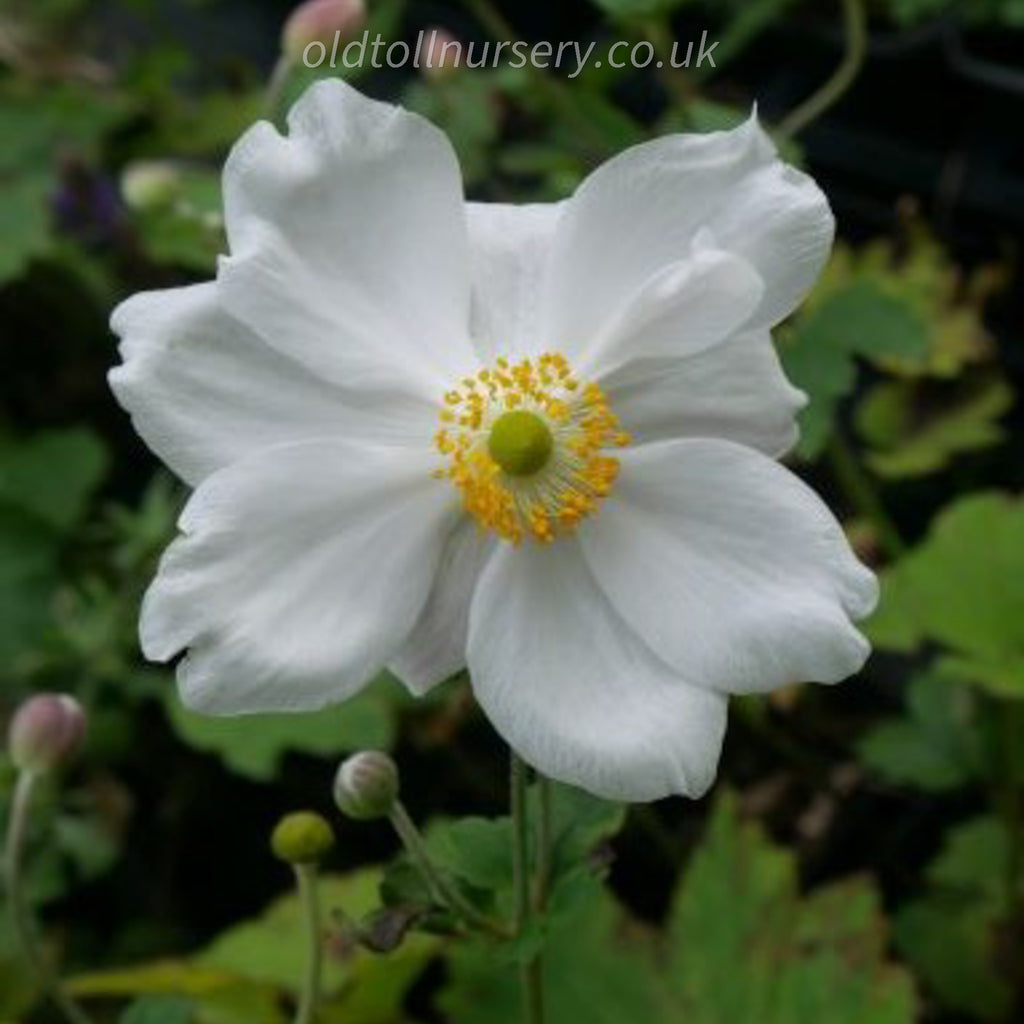 This stunning Japanese anemone has large, dark, divided, leaves and pure white flowers with contrasting bright yellow stamens. perfect plant to add interest to any border from late summer and early autumn. 