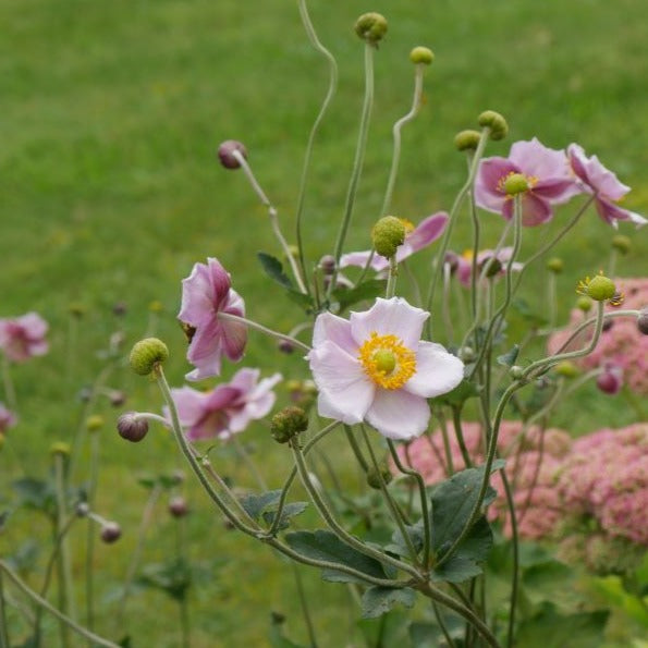 Upright, branching stems, dark green leaves. From midsummer to mid-autumn, low maintenance, it produces large, single flowers in a delicate pale pink colour with bright yellow stamens. 