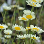 Yellow daisy flowers on tall stems, that will flower all summer long,  Anthemis tinctoria 'E.C. Buxton' fern-like green leaves will flower from mid-summer until the first frosts.