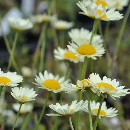 Yellow daisy flowers on tall stems, that will flower all summer long,  Anthemis tinctoria 'E.C. Buxton' fern-like green leaves will flower from mid-summer until the first frosts.
