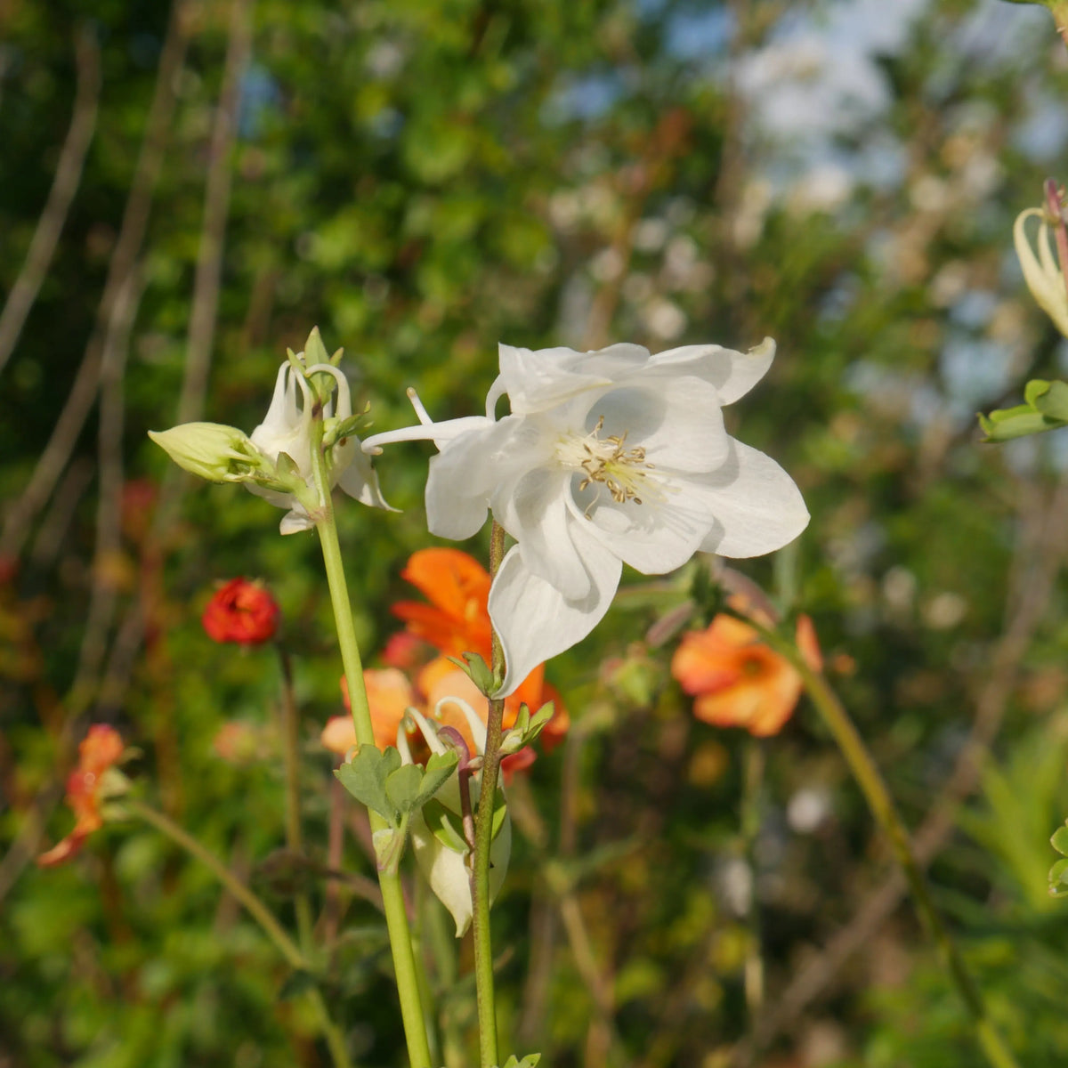 This plant features upright growth, with divided, bright green leaves that add a light touch to any garden. Aquilegia vulgaris 'Alba' delicate flowers are single and pure white, with short, curled spurs that add to its delicate appearance.
