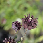 Elegant herbaceous perennial Aquilegia vulgaris 'Black Barlow' with divided, purple tinted mid green basal leaves and dark purple-black double flowers on tall stems in late spring and early summer.