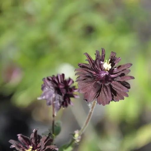 Elegant herbaceous perennial Aquilegia vulgaris 'Black Barlow' with divided, purple tinted mid green basal leaves and dark purple-black double flowers on tall stems in late spring and early summer.