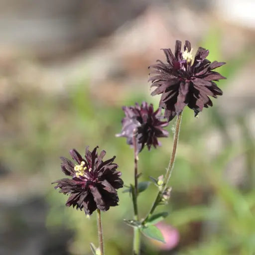 Elegant herbaceous perennial Aquilegia vulgaris 'Black Barlow' with divided, purple tinted mid green basal leaves and dark purple-black double flowers on tall stems in late spring and early summer.