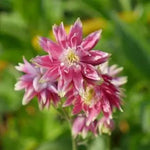 Upright herbaceous perennial, with bright green leaves with long stem nodding, spurless, deep pink and cream flowers. Aquilegia vulgaris 'Nora Barlow' perfect addition to any border for an early summer display of colour.