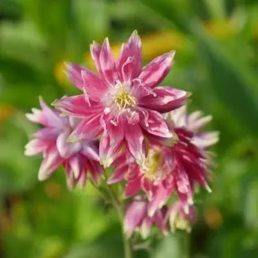 Upright herbaceous perennial, with bright green leaves with long stem nodding, spurless, deep pink and cream flowers. Aquilegia vulgaris 'Nora Barlow' perfect addition to any border for an early summer display of colour.