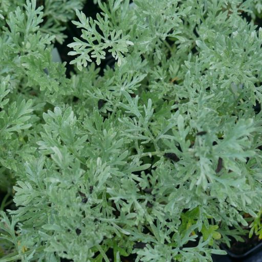 Visually striking evergreen perennial of low, rounded habit, with divided bright silvery feather-like leaves. This eye-catching variety pairs well with Salvias, Campanulas, and Geraniums, blooming from late summer onwards.