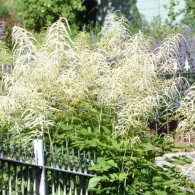 Architectural perennial, forming large clumps to 2m in height, with broad, mid green, fern like leaves and arching plumes of tiny creamy-white male flowers from early to midsummer.