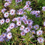 Aster 'little Carlow' pretty perennial with blue flowers with yellow, red centre that will flower from late summer to late autumn. with narrow mid green leaves,