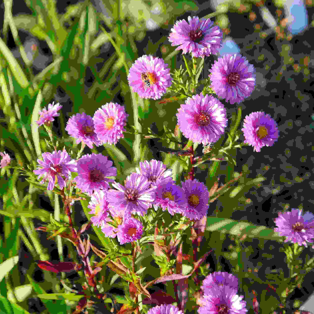 Jenny' is a compact deciduous perennial, clusters of magenta-red flowers with narrow spear-shaped dark green leaves, from late summer into autumn.