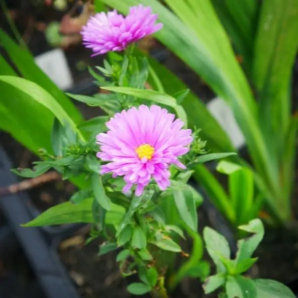 Aster novi-belgii 'Patricia Ballard' stunning lilac blue flowers on branched stems with mid to dark green leaves will flower from early September to first frost.