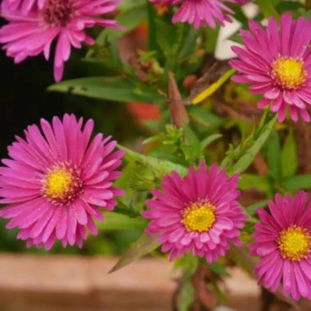 Clump-forming perennial stems of narrow mid green leaves and sprays of bright pink flower heads in late summer and autumn. Aster novae-angliae 'Andenken An Alma Potschke'