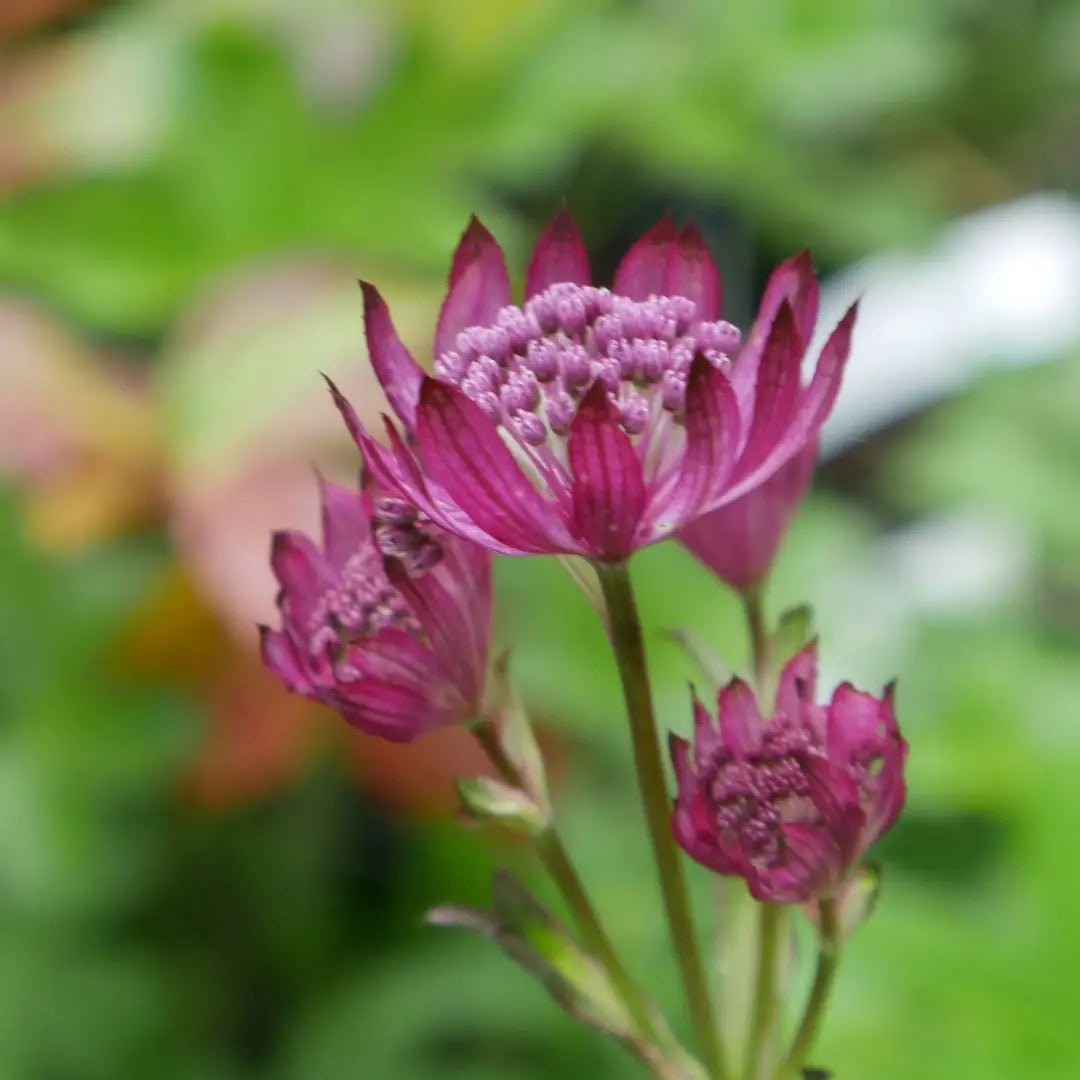 Astrantia major 'Gill Richardson' Old Toll Nursery