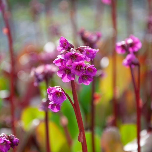 A dense, clumping evergreen which features glossy green leaves which turn to a reddish-purple hue in the winter. Upright dark red stems hold abundant bell-shaped, bright pink blooms in the spring. Compact and attractive habit.