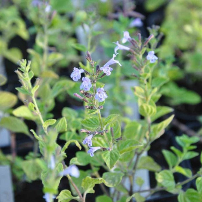 'Blue Cloud' is perfect for adding colour and fragrance to any garden. This low-growing perennial produces clusters of tiny, pale blue flowers that appear from summer to autumn, while its grey-green foliage has a pleasant minty aroma. A great choice for edging beds and pathways, and for container gardens.