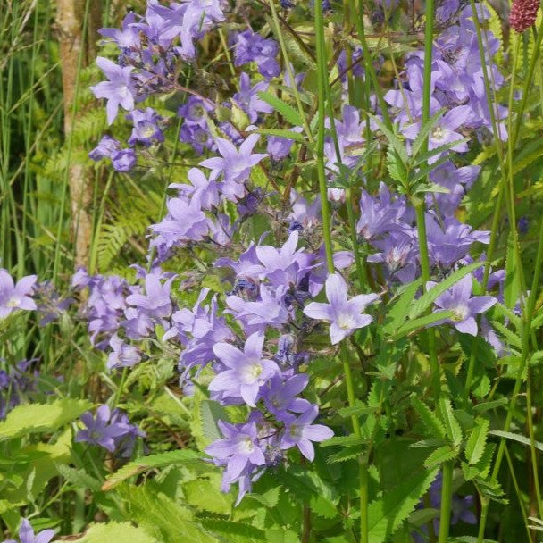 Open clusters of violet-blue, bell-shaped flowers on tall stems from June to September,&nbsp;with mid-green leaves.&nbsp;may require support.&nbsp;This sun-loving perennial also tolerates partial shade, Depending on the area.