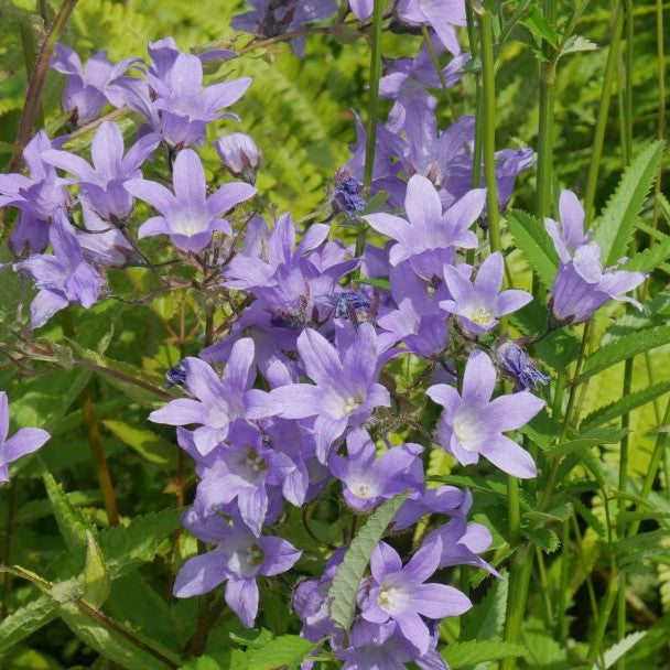 Open clusters of violet-blue, bell-shaped flowers on tall stems from June to September,&nbsp;with mid-green leaves.&nbsp;may require support.&nbsp;This sun-loving perennial also tolerates partial shade, Depending on the area.