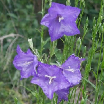 Lovely perennial has blue open bell shaped flowers, on tall slender stems flowers from early June through till late August, mid green leaves at the base of the plant.