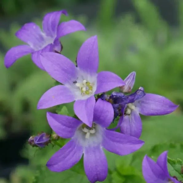 Show stopper with Its cascading green leaves, Campanula poscharskyana 'Stella' has abundance of striking purple-blue flowers.