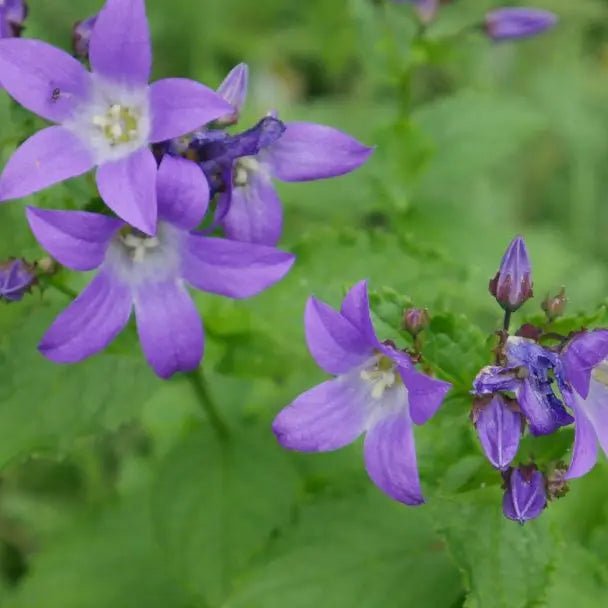 Show stopper with Its cascading green leaves, Campanula poscharskyana 'Stella' has abundance of striking purple-blue flowers.