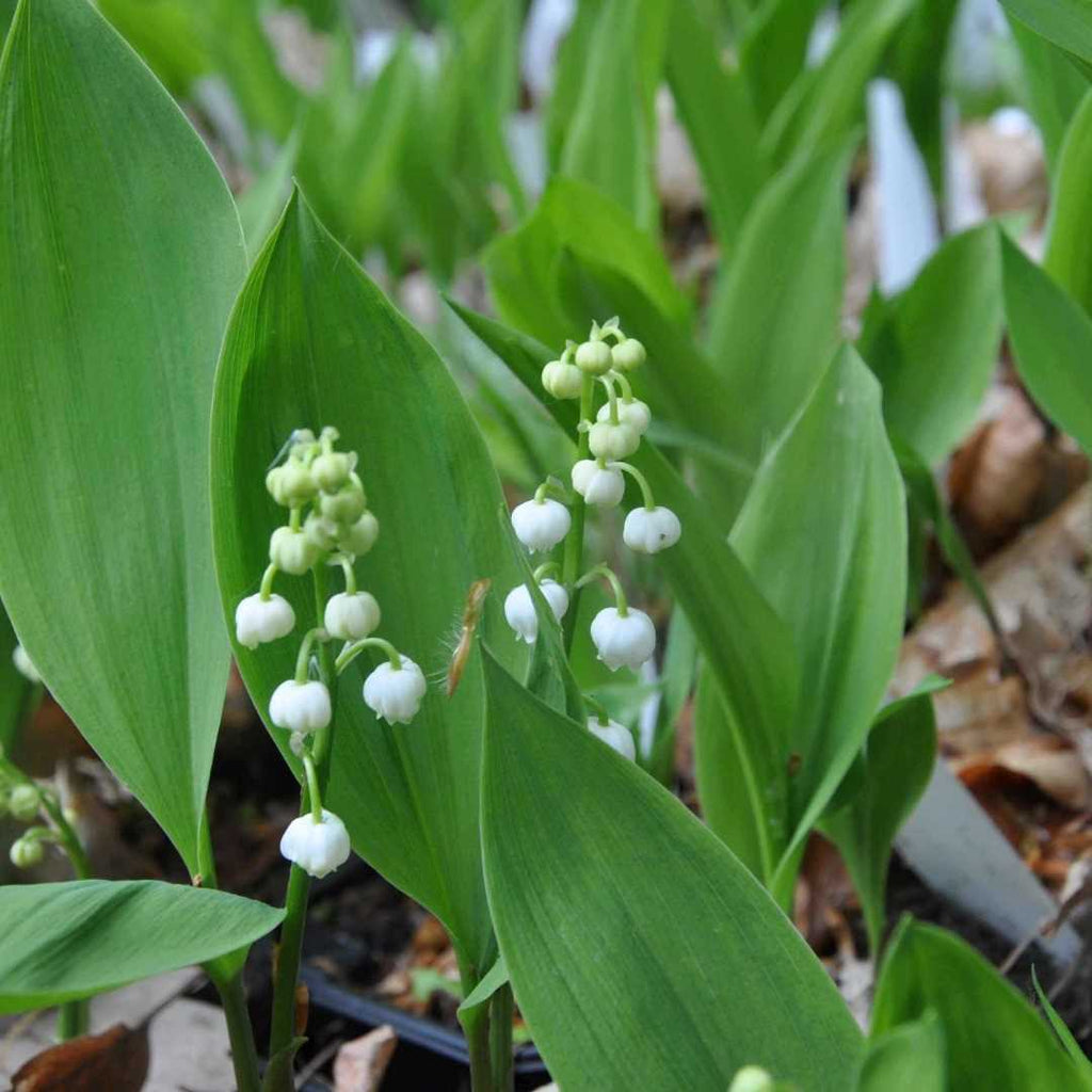 Bright elliptical foliage bears relatively tall, ascending, and fragrant white bell-shaped blooms. This species is best suited to partial or full shade gardens.