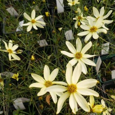 The delicate, bright yellow blooms of Coreopsis verticillata 'Moonbeam' make for an eye-catching addition to a summer border. With regularly deadheaded flowers lasting from June to September, the slender-stemmed daisies feature orange-yellow centres 