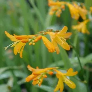 Crocosmia 'George Davison' Upright, stems bearing multiple bright orange-yellow blooms emerging from conical orange buds.