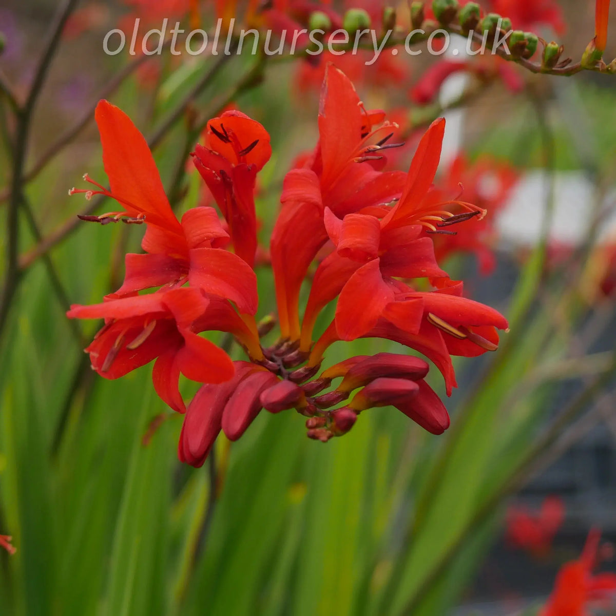 Lucifer' with sword like arching narrow leaves with striking bright red, orange erect blooms, dense clump forming perennial ideal for informal garden, extremely hardy.