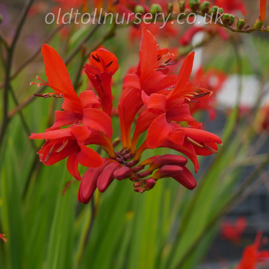 Lucifer' with sword like arching narrow leaves with striking bright red, orange erect blooms, dense clump forming perennial ideal for informal garden, extremely hardy.